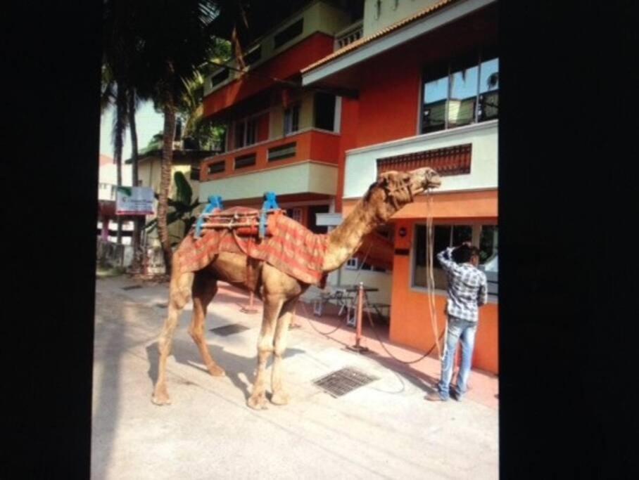 Sapphire Villa Kochi Dış mekan fotoğraf